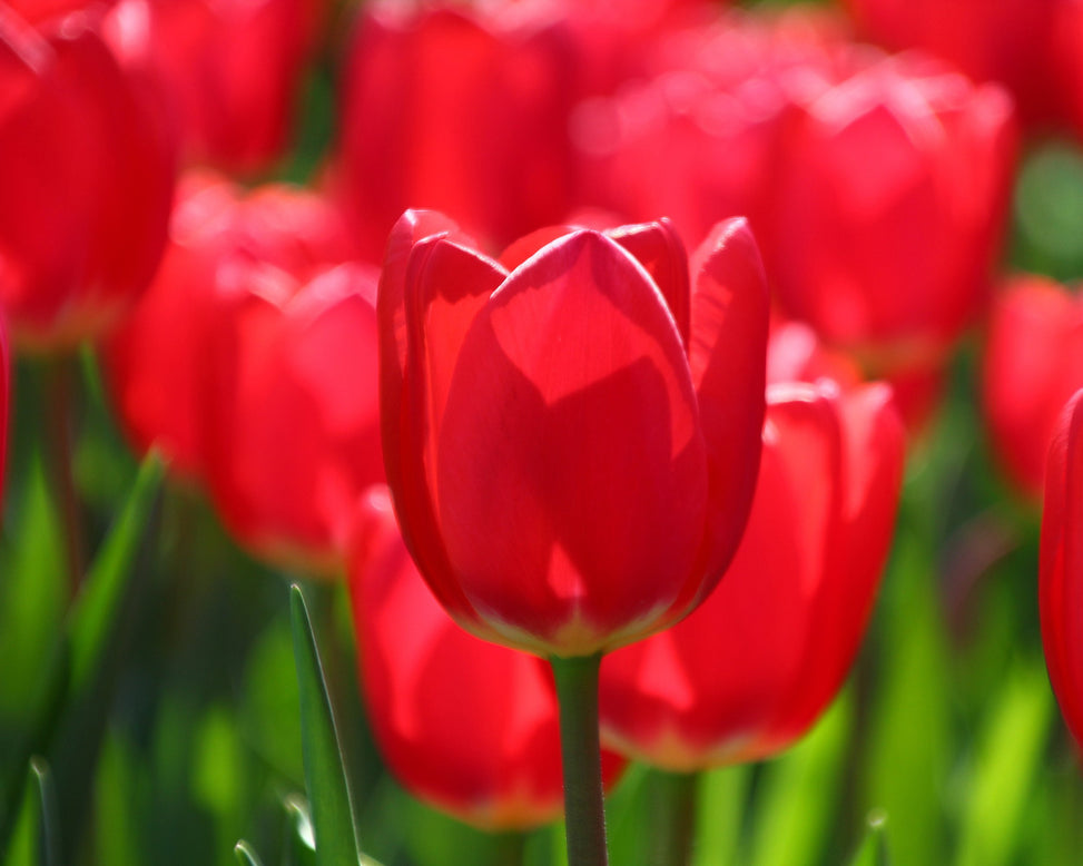 Tulip 'Cherry Delight'