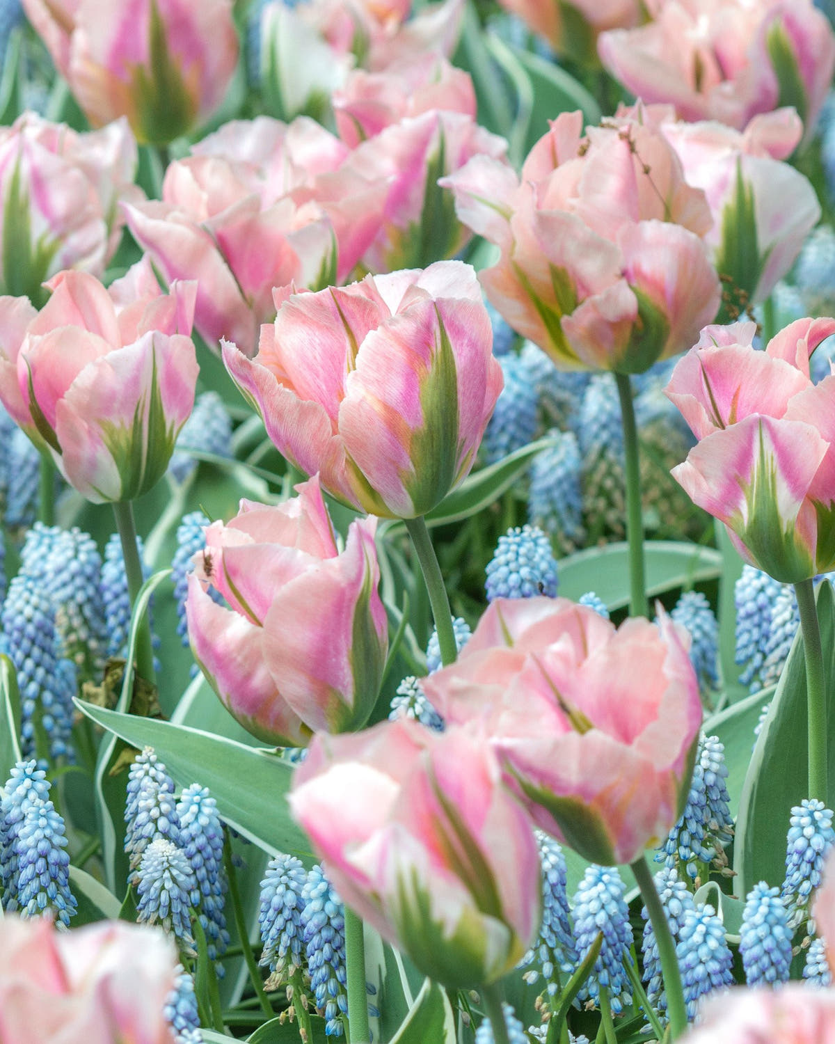 Flower BulbsChina Town Bulbs UK - 1