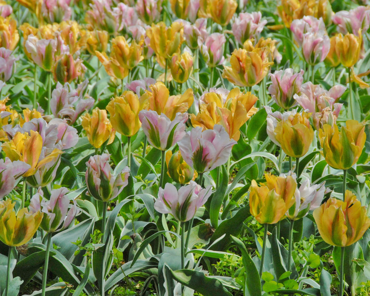 Flower BulbsChina Town Bulbs UK - 5