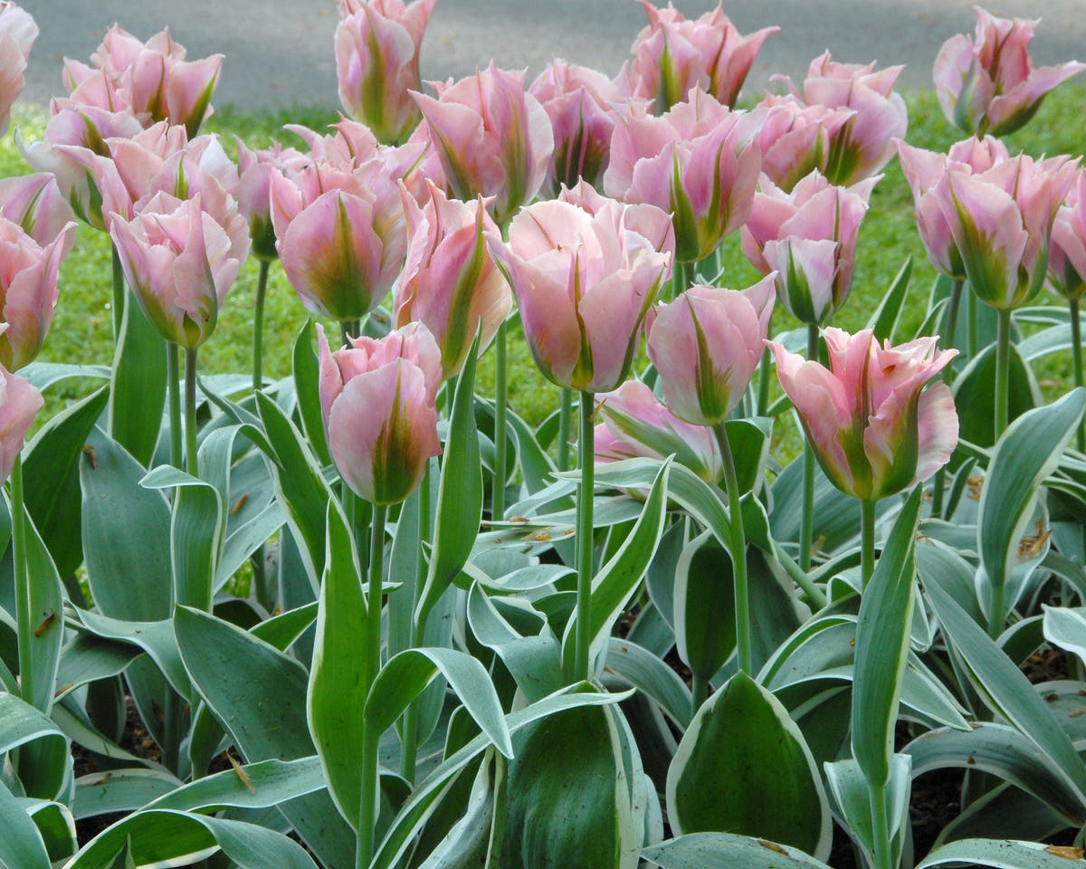 Flower BulbsChina Town Bulbs UK - 2