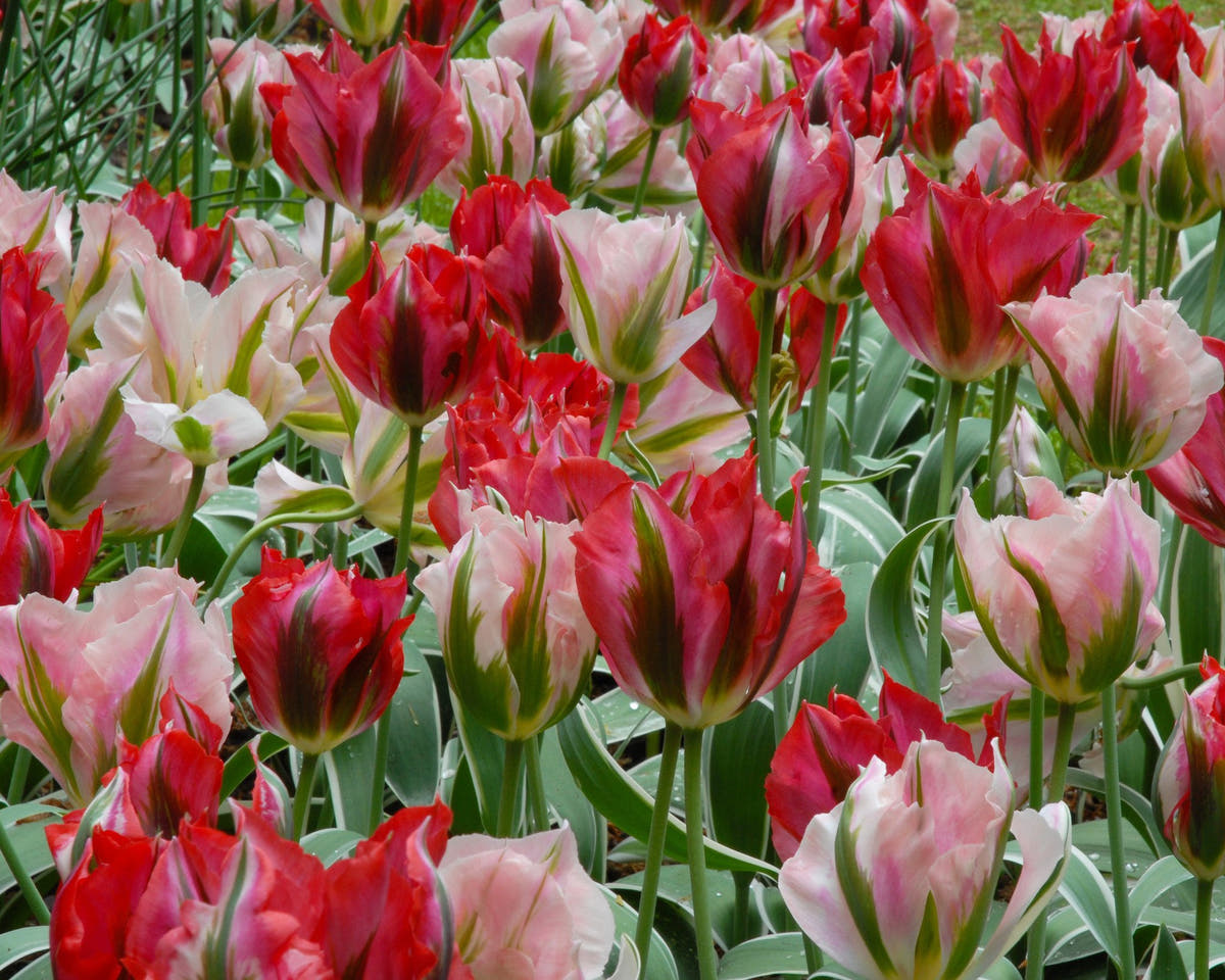 Flower BulbsChina Town Bulbs UK - 3