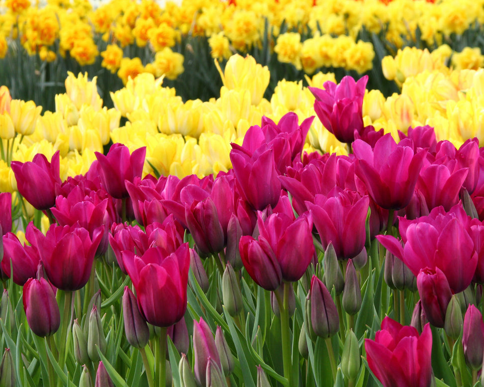 Tulip collection 'Club Mix'