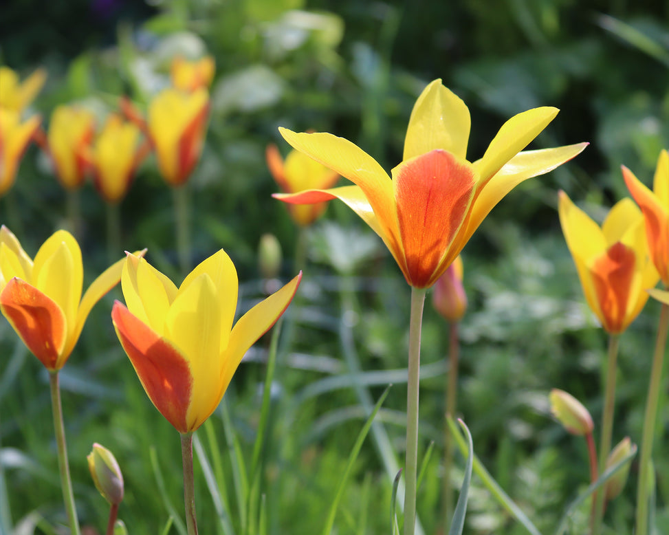 Tulip clusiana var. chrysantha