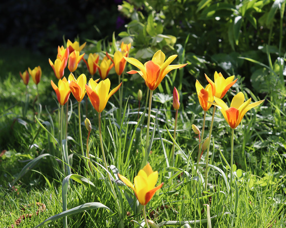 Tulip clusiana var. chrysantha