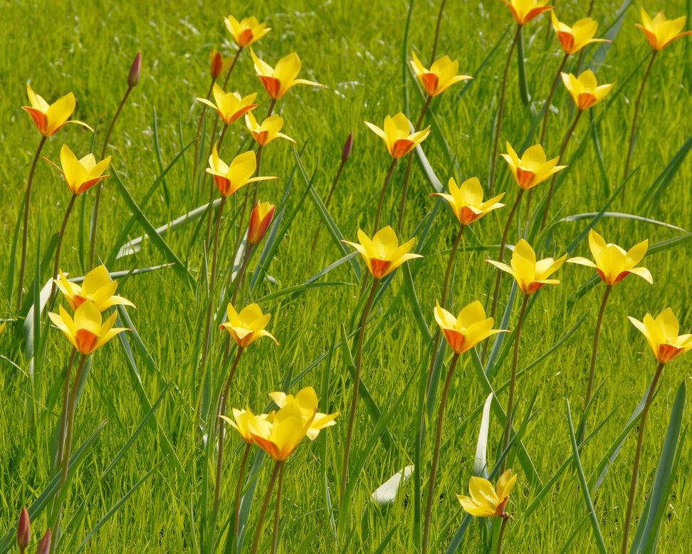 Tulip clusiana var. chrysantha
