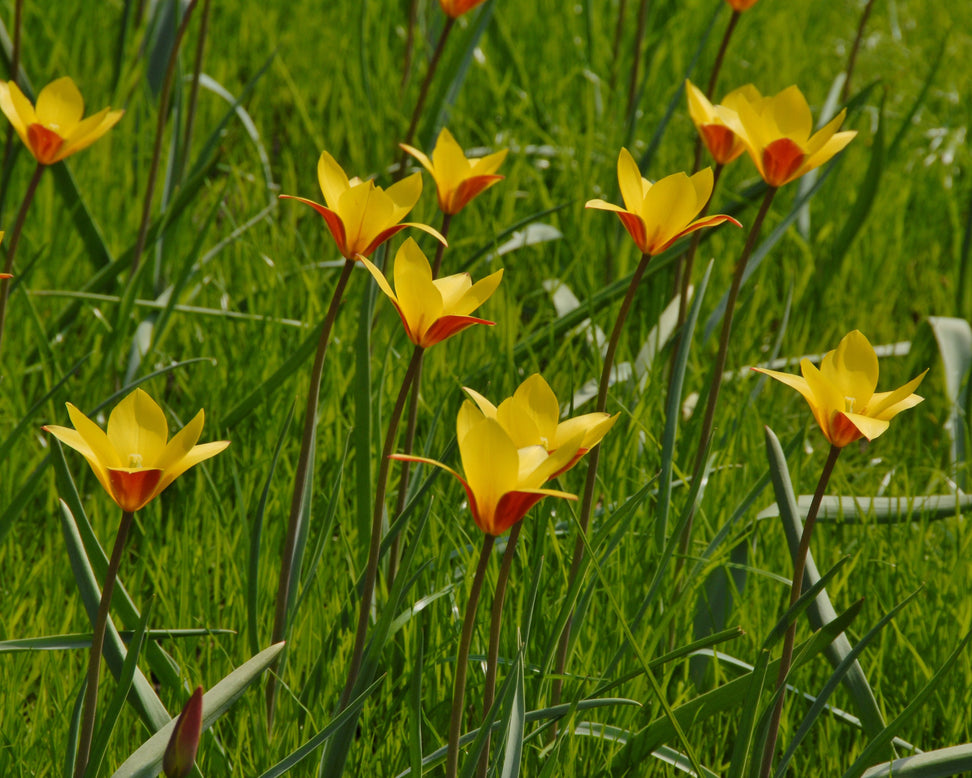 Tulip clusiana var. chrysantha