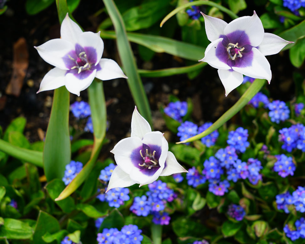 Tulip 'Coerulea Oculata Alba'