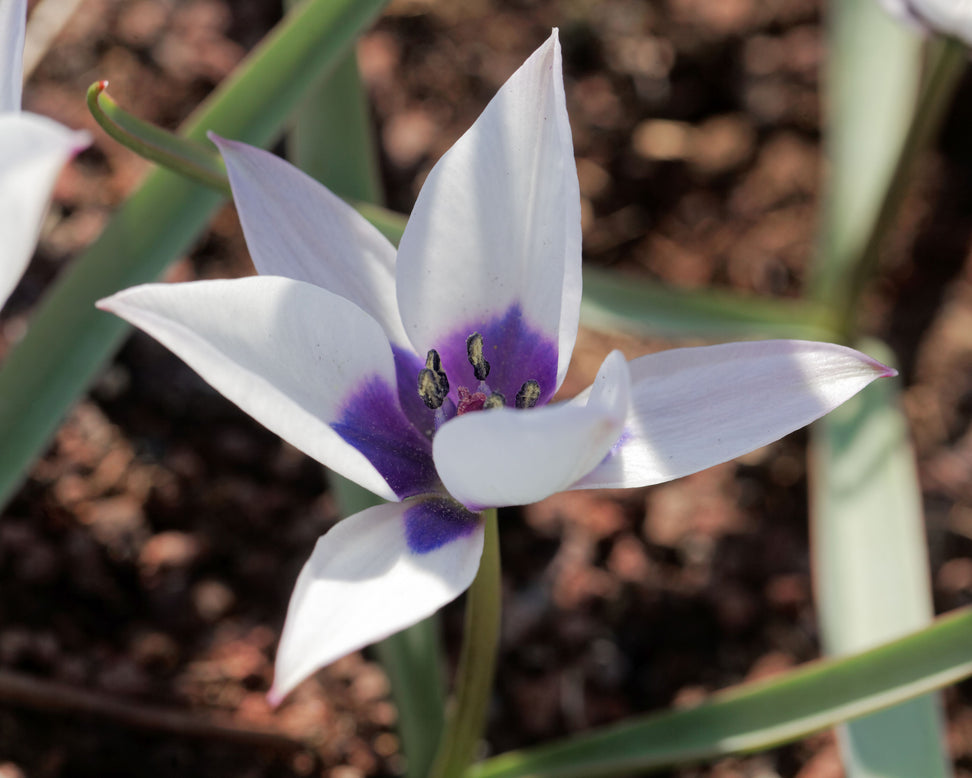 Tulip 'Coerulea Oculata Alba'