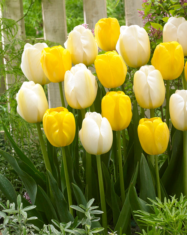 Tulip collection 'Best Wishes'