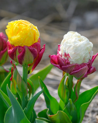 Tulip collection 'Gelato'