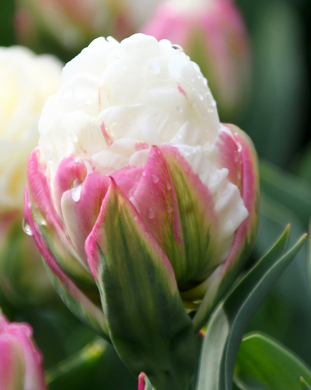 Tulip collection 'Sorbetto'