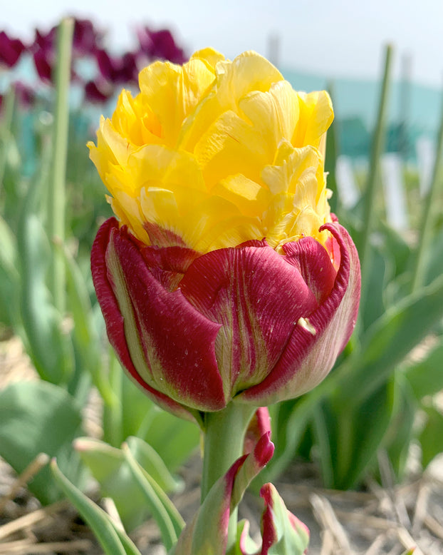 Tulip collection 'Sorbetto'