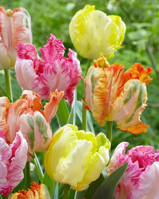 Tulip collection 'Pastel Parrots'