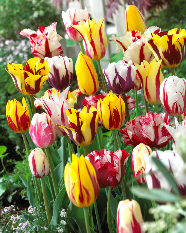 Tulip collection 'Rembrandt's Strokes'