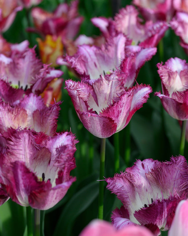 Tulip 'Colour Fusion'