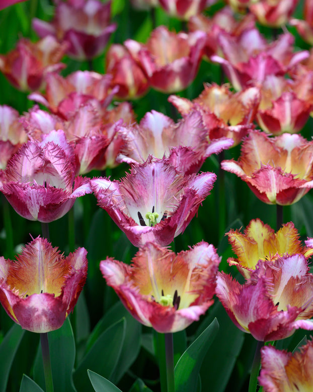 Tulip 'Colour Fusion'