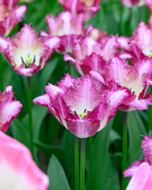 Tulip 'Colour Fusion'