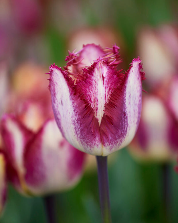 Tulip 'Colour Fusion'