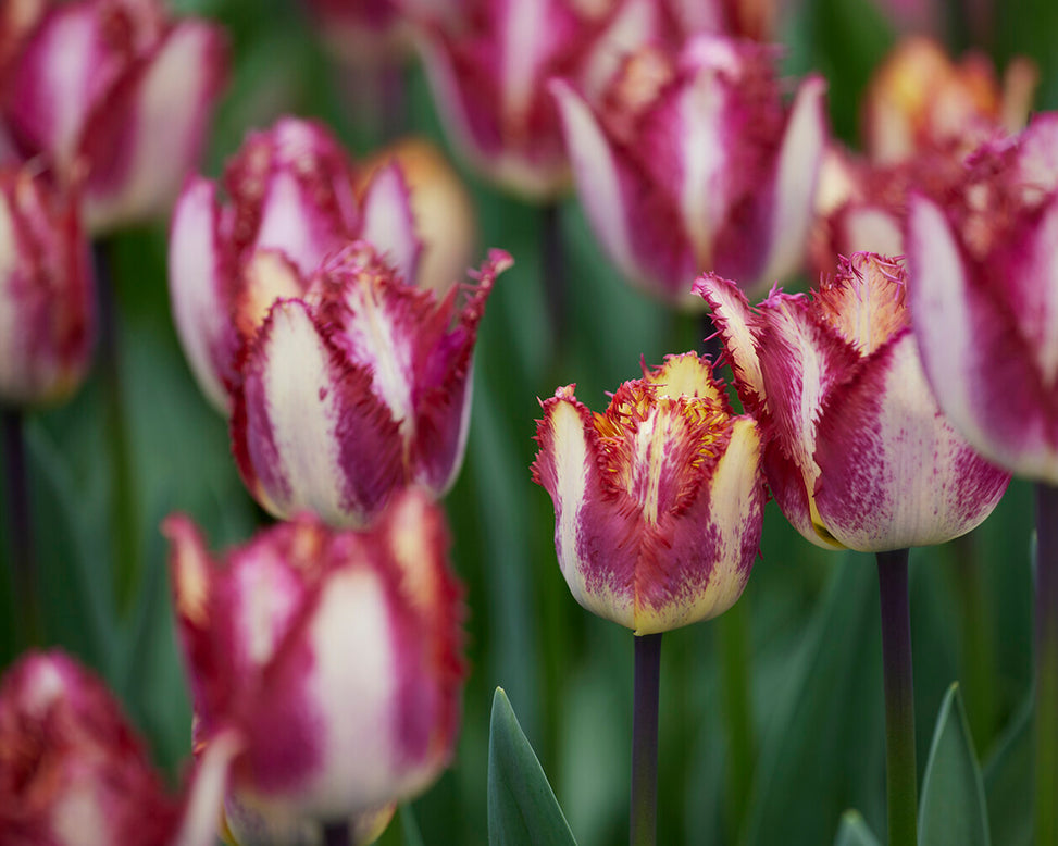 Tulip 'Colour Fusion'