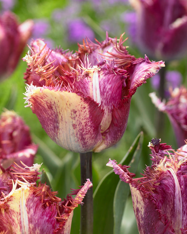 Tulip 'Colour Fusion'