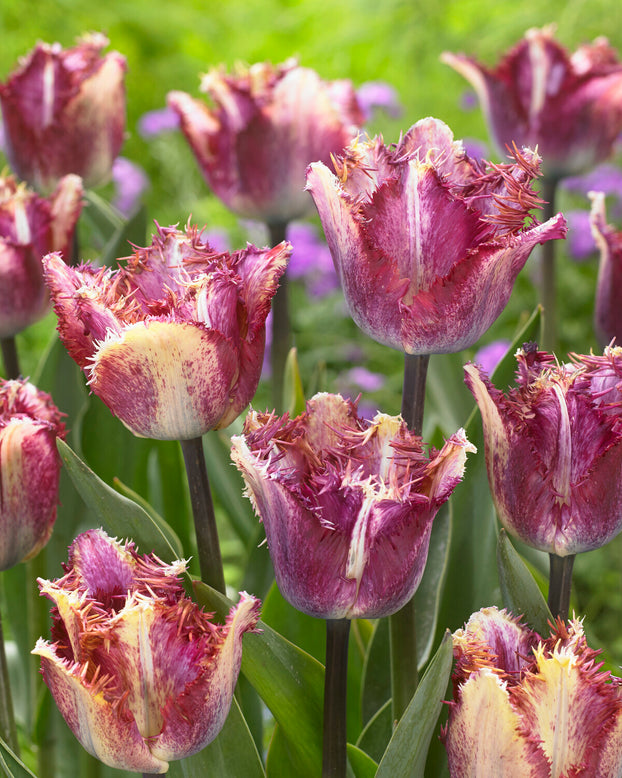 Tulip 'Colour Fusion'