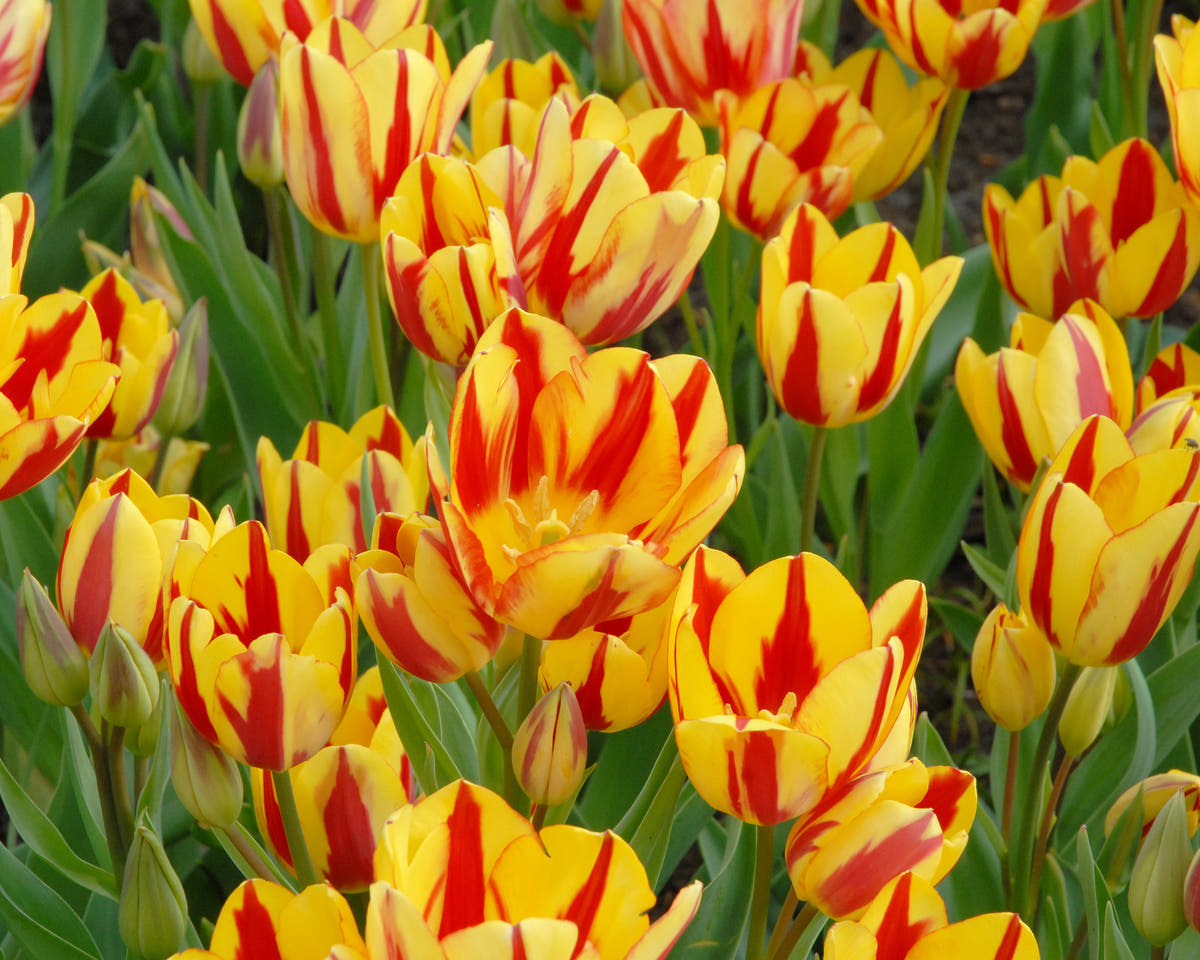 Flower BulbsColour Spectacle™ Bulbs UK - 5