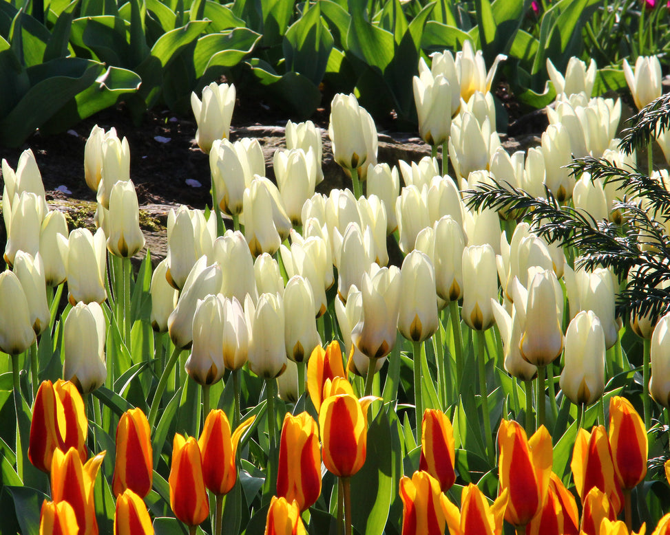 Tulip 'Concerto'