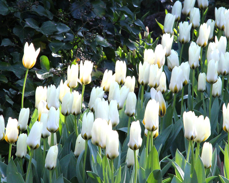 Tulip 'Concerto'