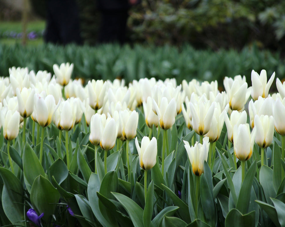Tulip 'Concerto'