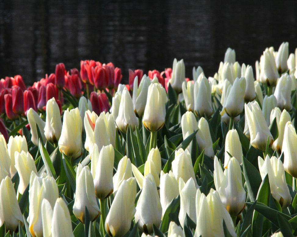Tulip 'Concerto'