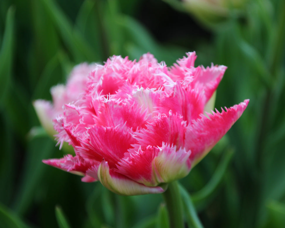 Tulip 'Cool Crystal'