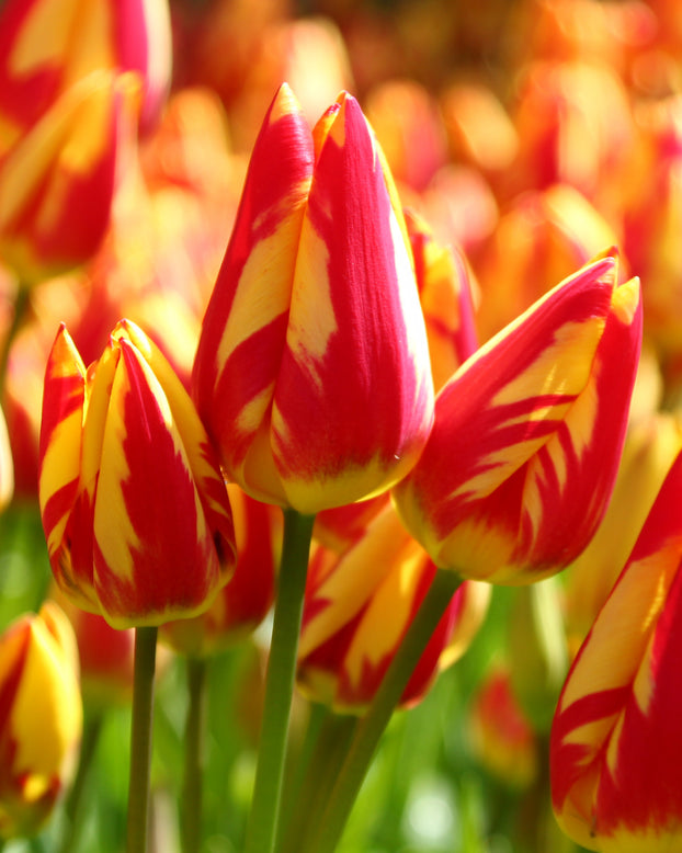 Tulip 'Colour Spectacle'