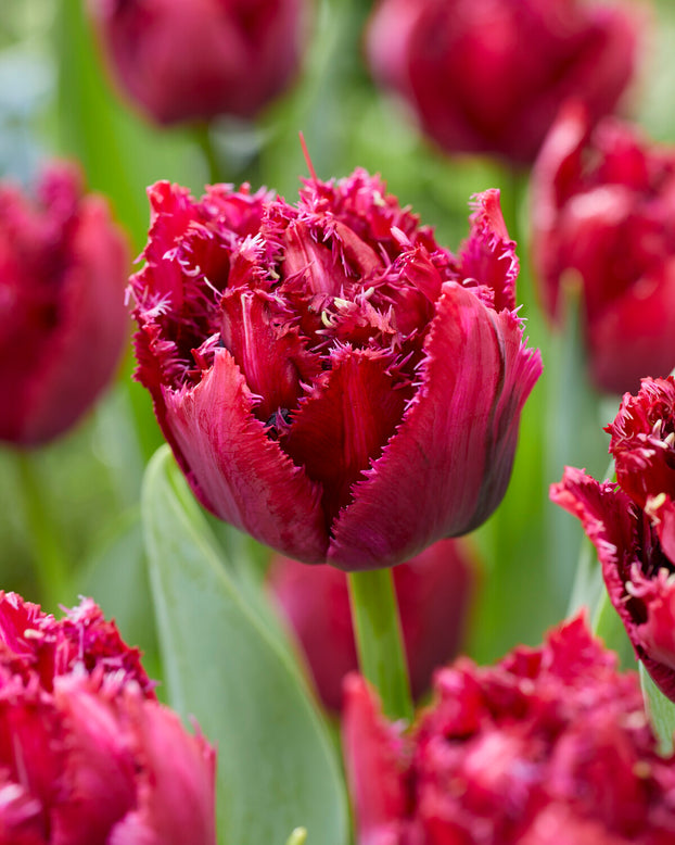 Tulip 'Cranberry Thistle'