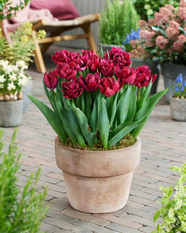 Tulip 'Cranberry Thistle'