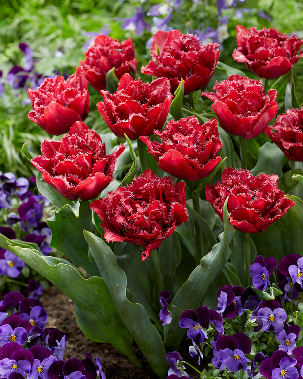 Tulip 'Cranberry Thistle'