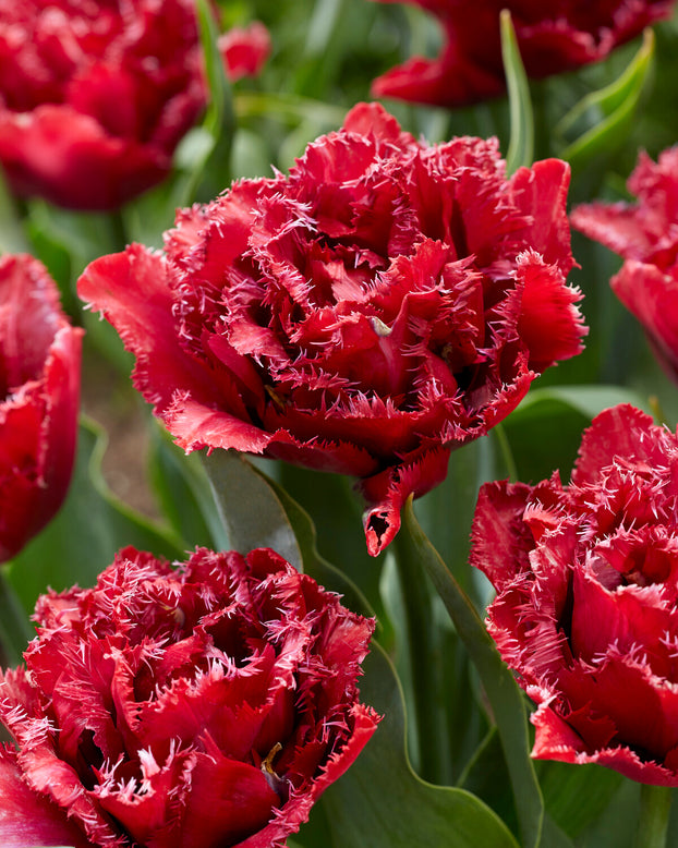 Tulip 'Cranberry Thistle'