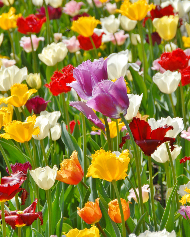Flower BulbsCrispa Mixed Colours Bulbs UK - 1