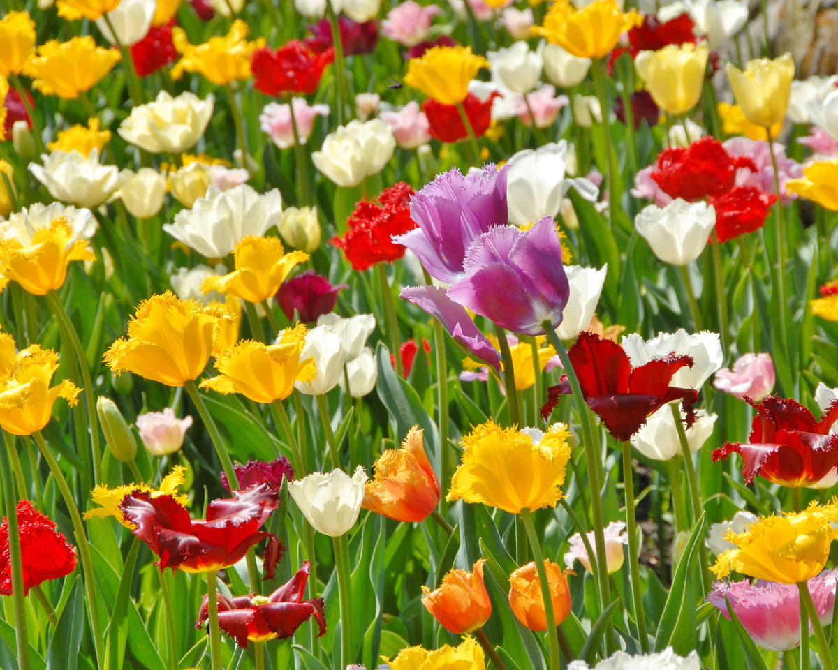 Flower BulbsCrispa Mixed Colours Bulbs UK - 2