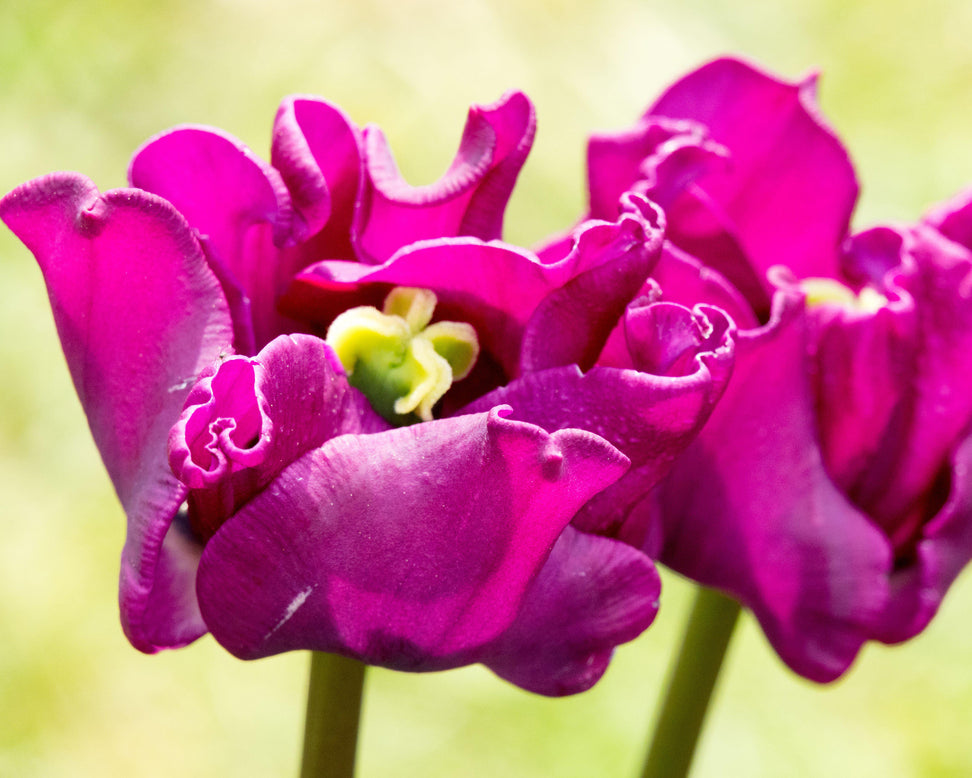Tulip 'Crown of Negrita'