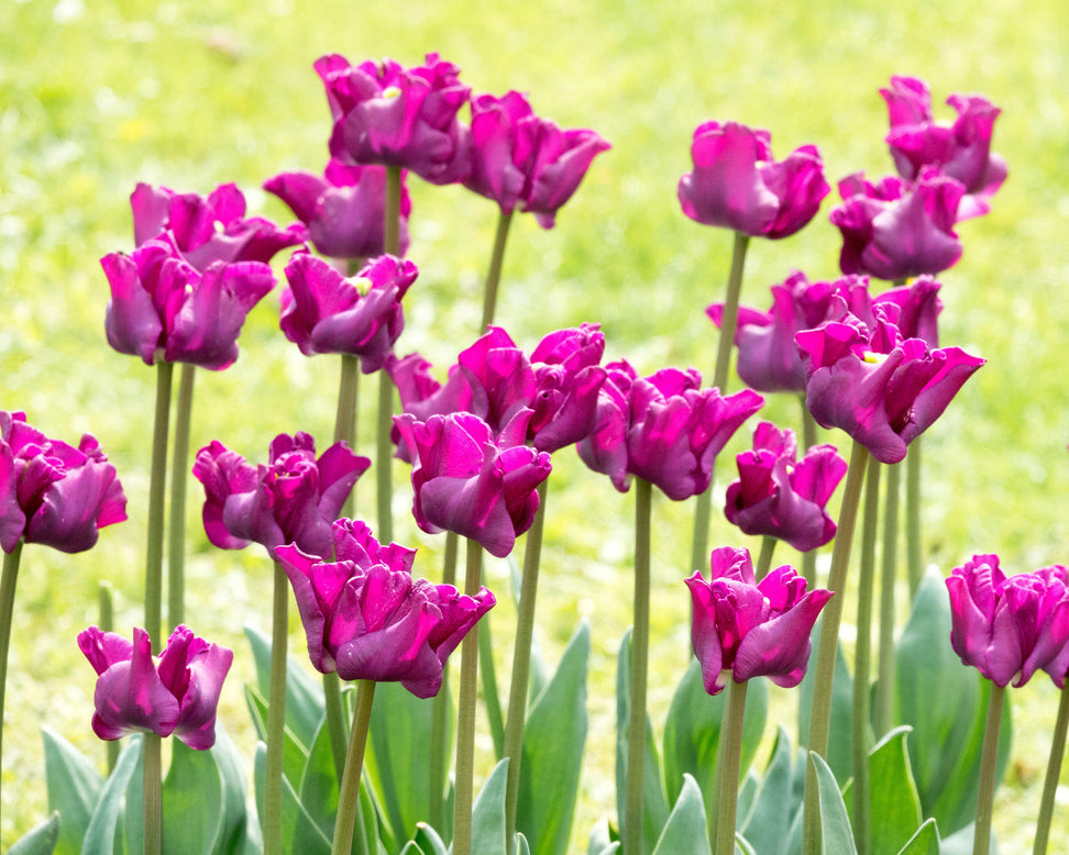 Tulip 'Crown of Negrita'