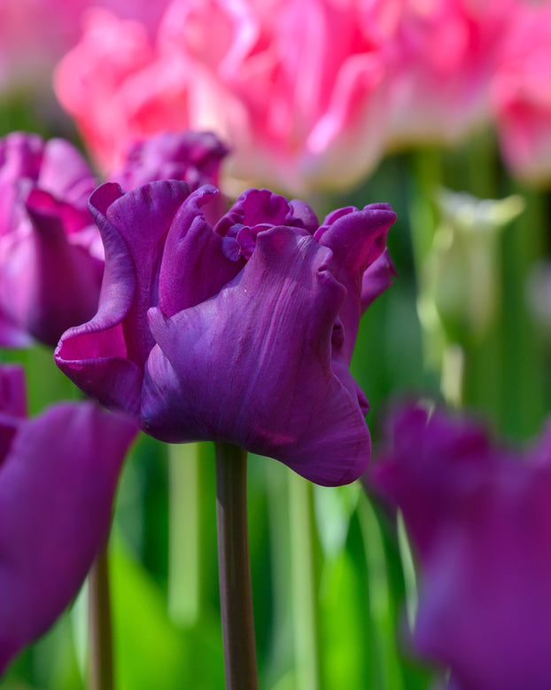Tulip 'Crown of Negrita'