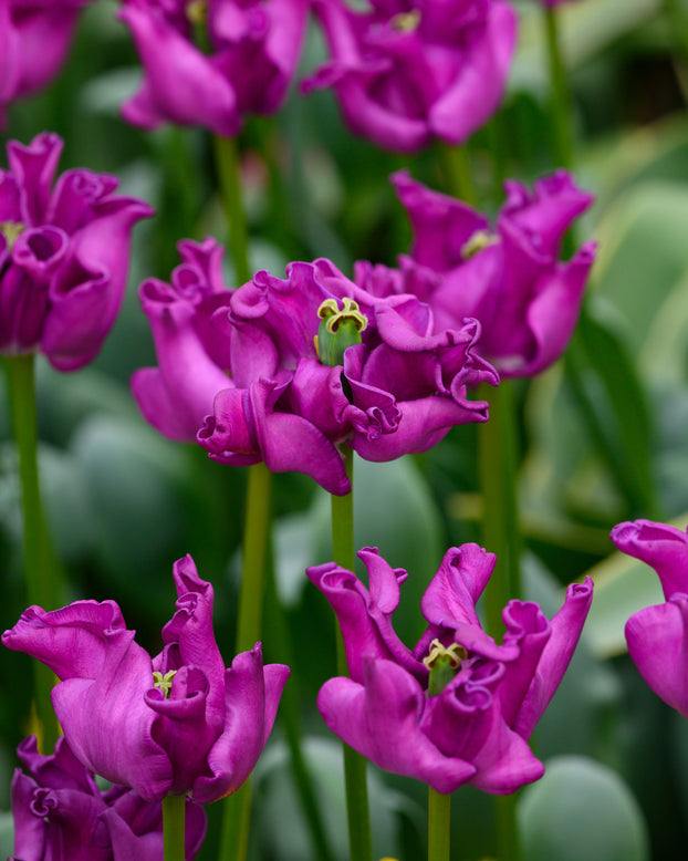 Tulip 'Crown of Negrita'