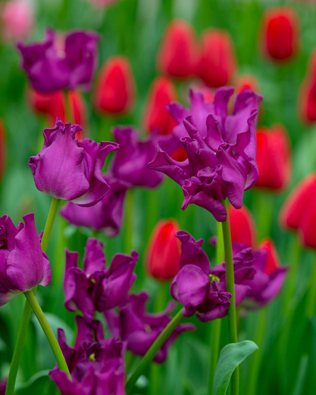 Tulip 'Crown of Negrita'
