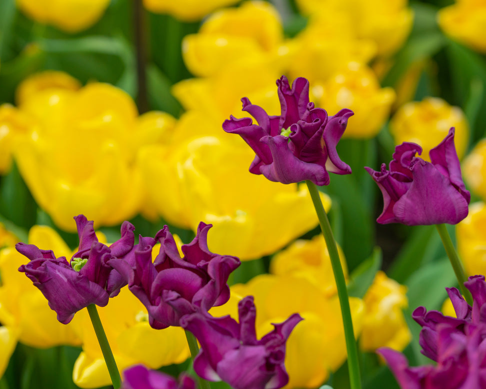 Tulip 'Crown of Negrita'
