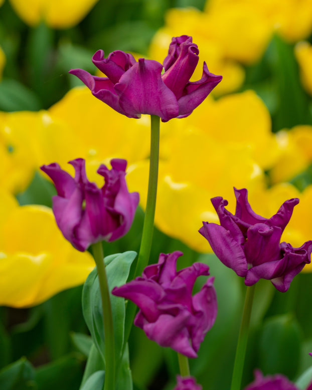 Tulip 'Crown of Negrita'