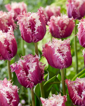 Tulip 'Crunchy Cummins'