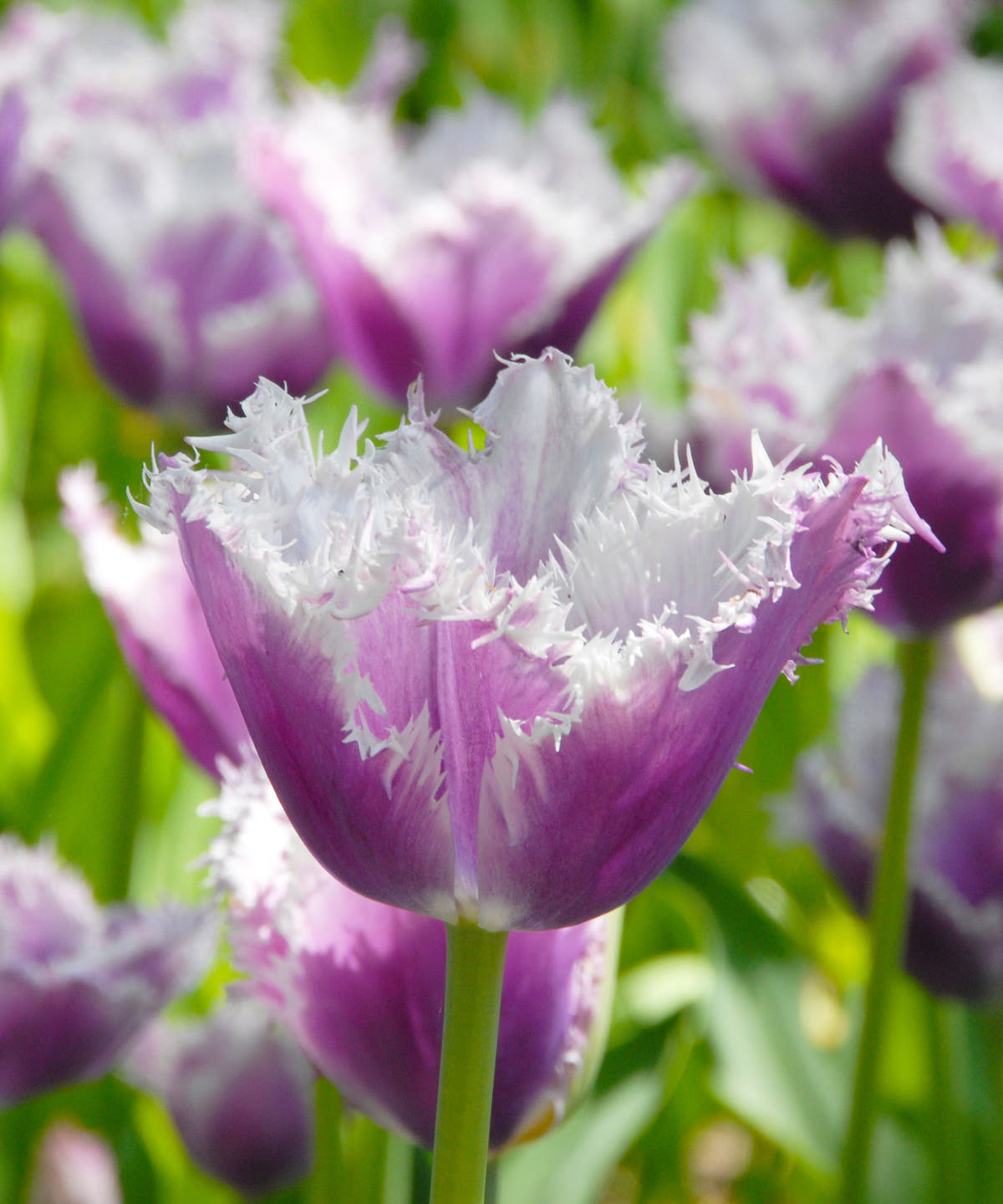Flower BulbsCummins™ Bulbs UK - 2
