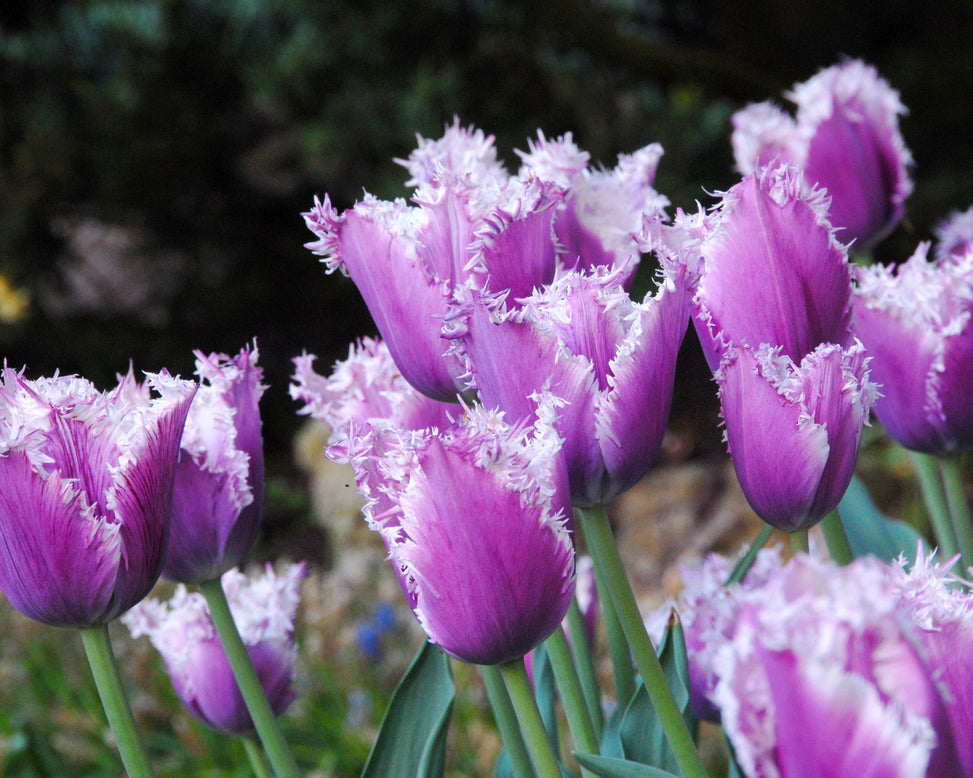 Flower BulbsCummins™ Bulbs UK - 6