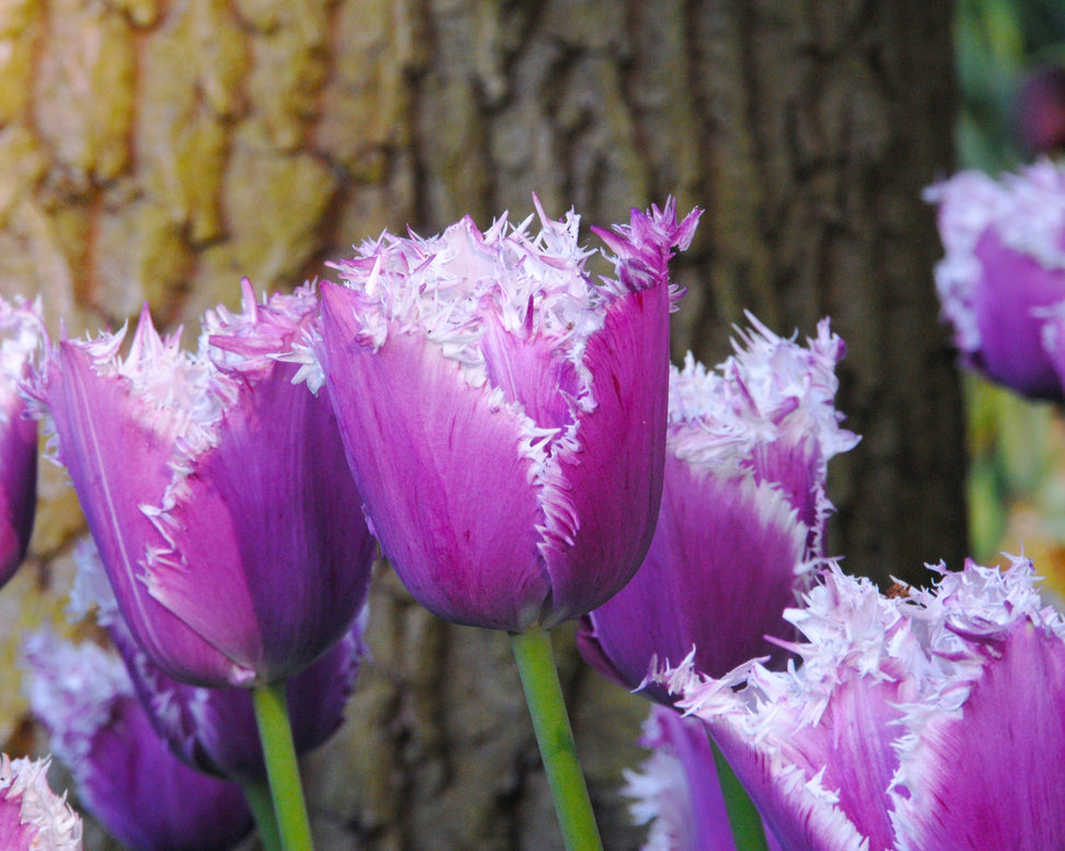 Flower BulbsCummins™ Bulbs UK - 5