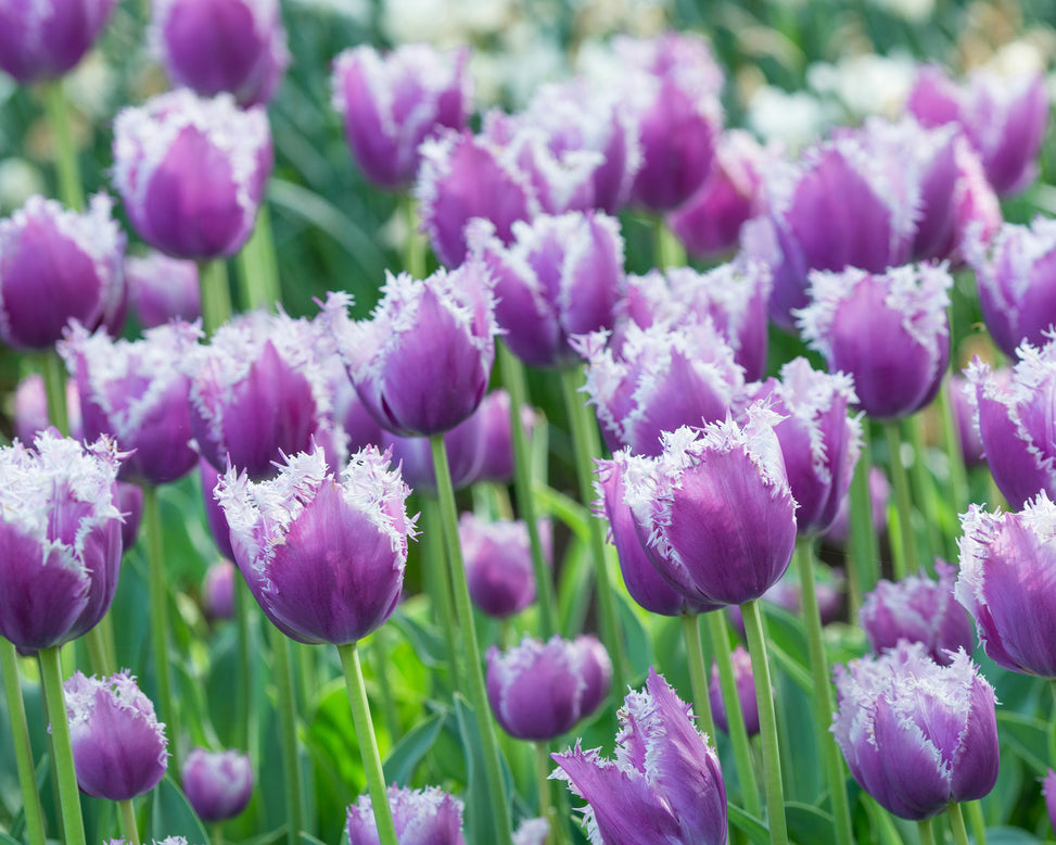 Flower BulbsCummins™ Bulbs UK - 4